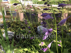 Blumen im Garten