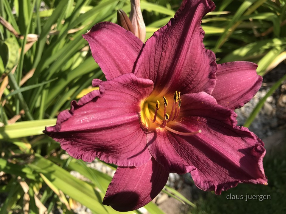Blumen im Garten