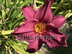 Blumen im Garten