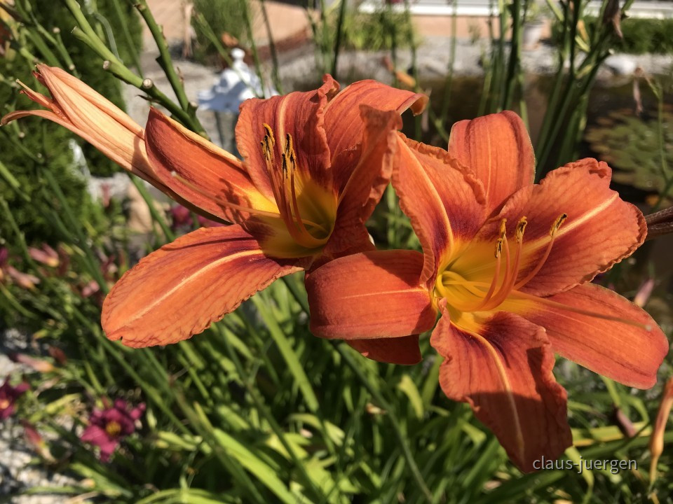 Blumen im Garten