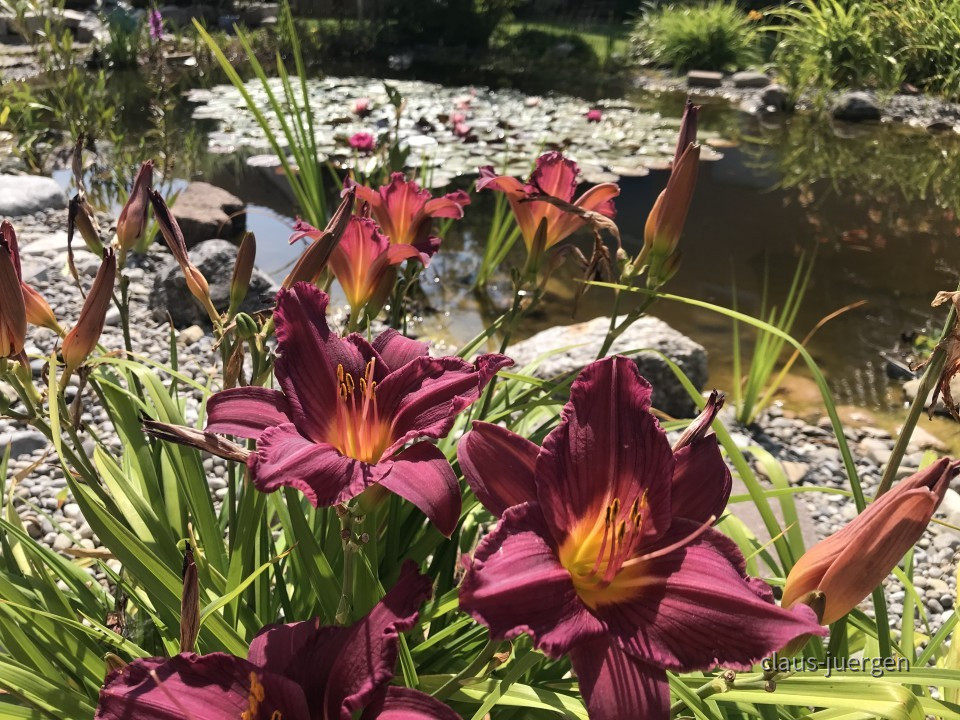 Blumen im Garten