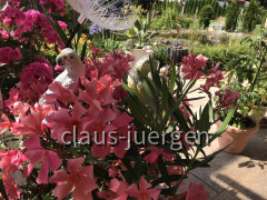 Blumen im Garten