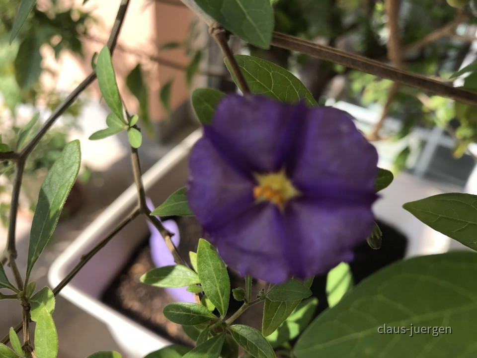 Blumen im Garten