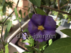 Blumen im Garten
