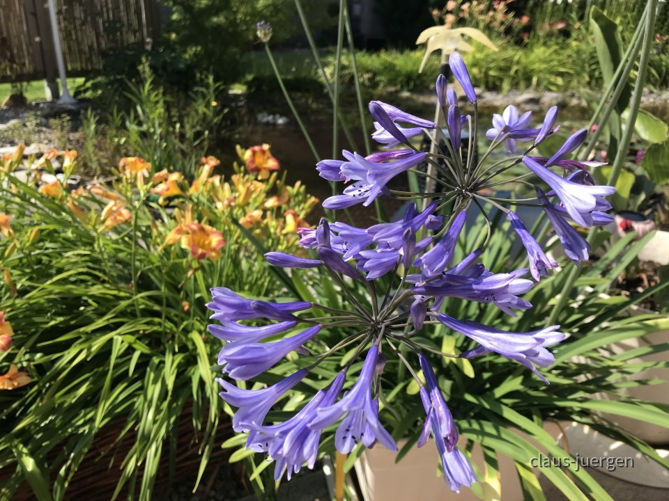 Blumen im Garten