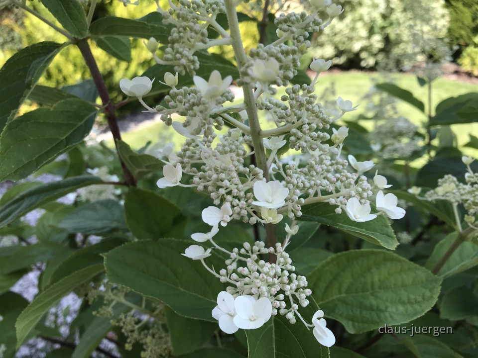 Blumen im Garten