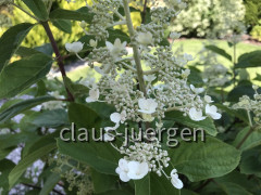 Blumen im Garten