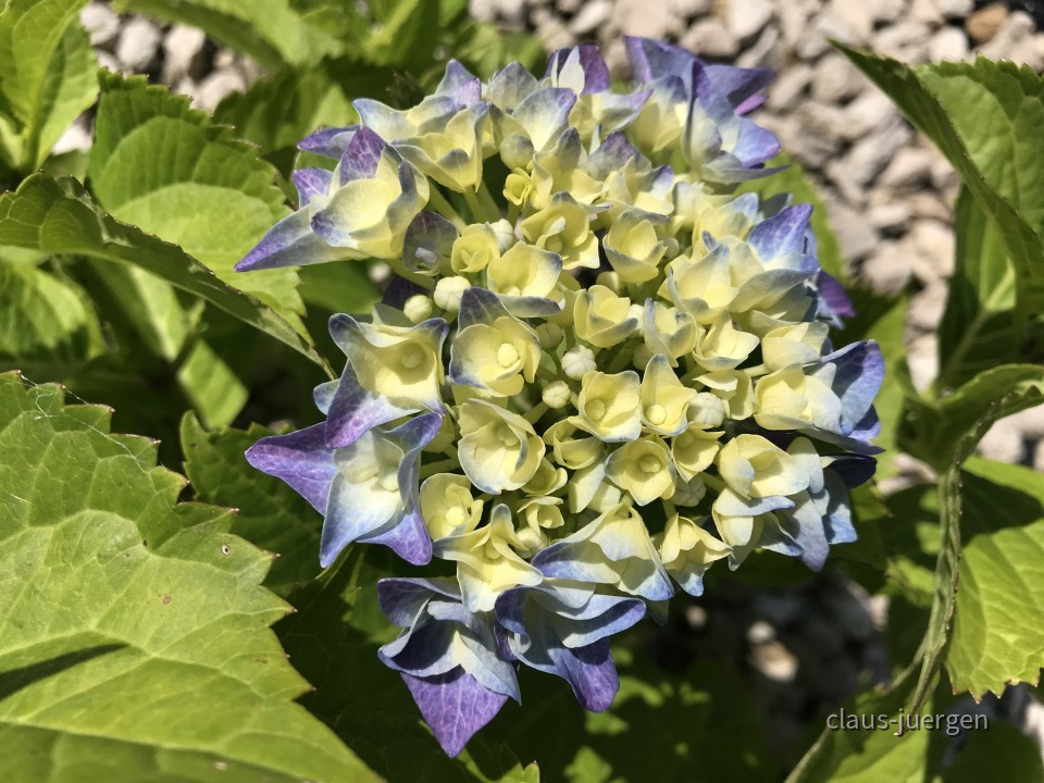 Blumen im Garten