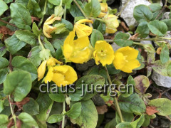 Blumen im Garten