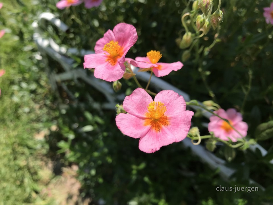 Blumen im Garten