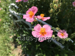 Blumen im Garten