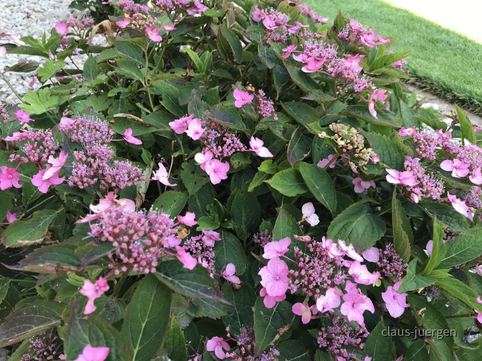 Blumen im Garten
