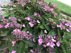 Blumen im Garten