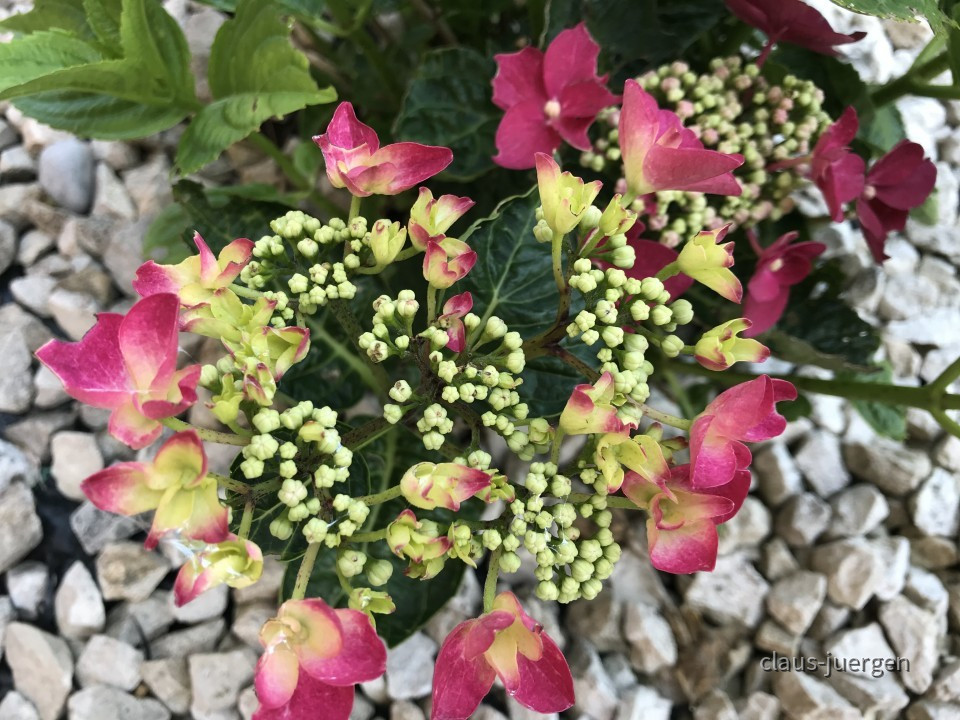 Blumen im Garten