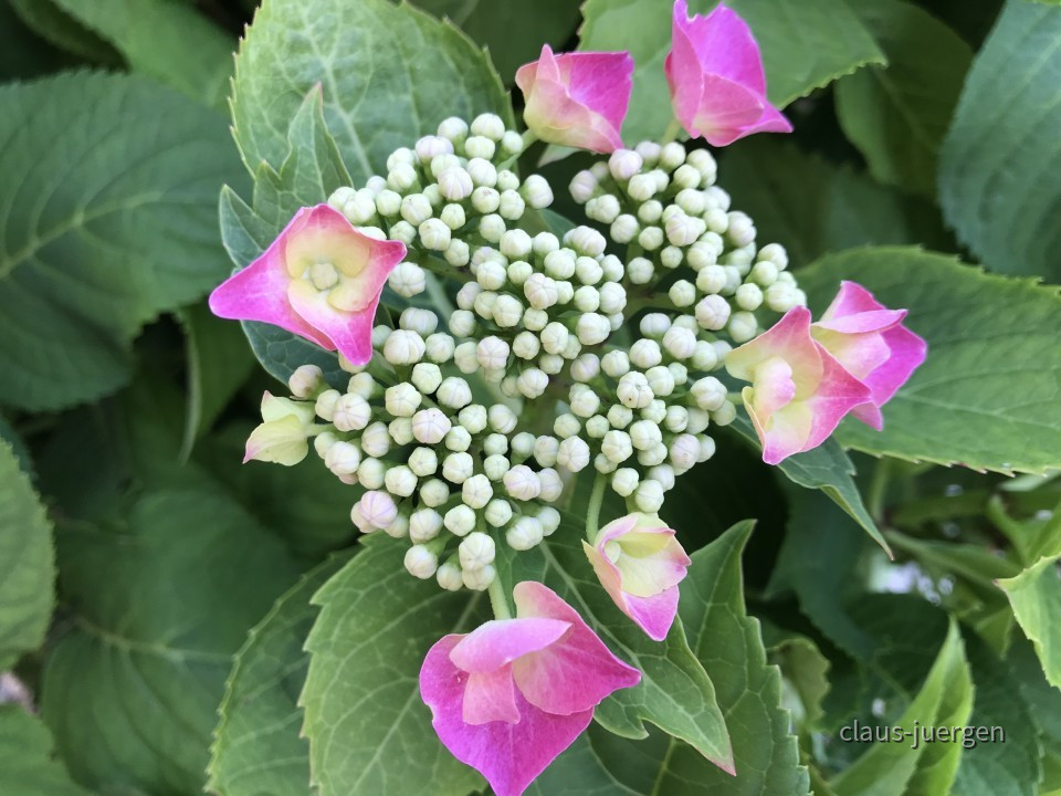 Blumen im Garten