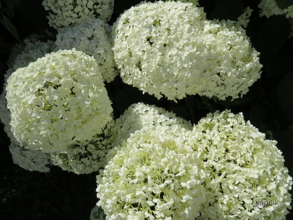 Ballhortensie