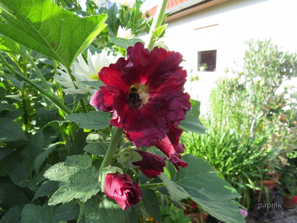 Stockrose mit Hummel