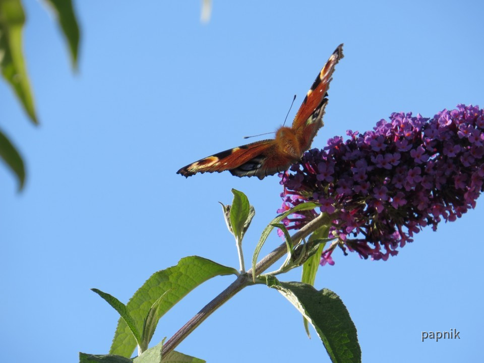 Sommerflieder mit Pfauenauge