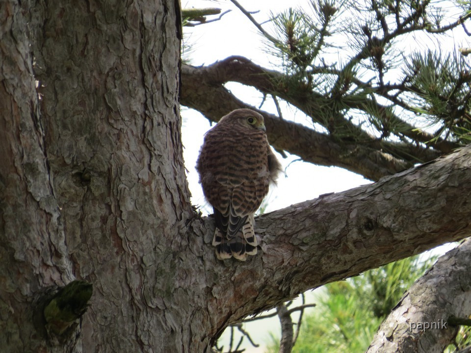 Turmfalke