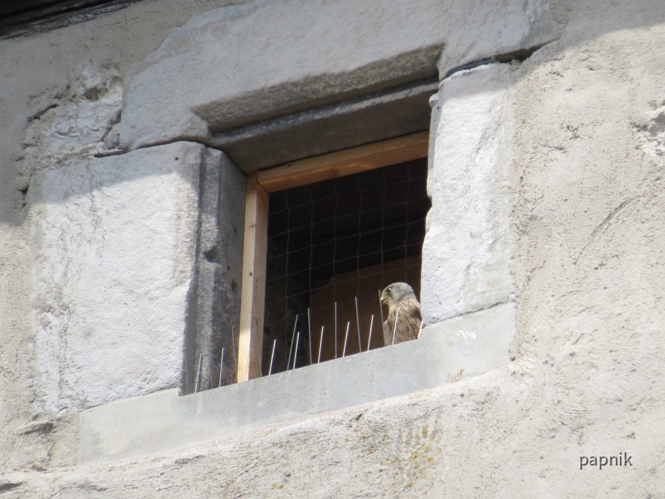 Turmfalke