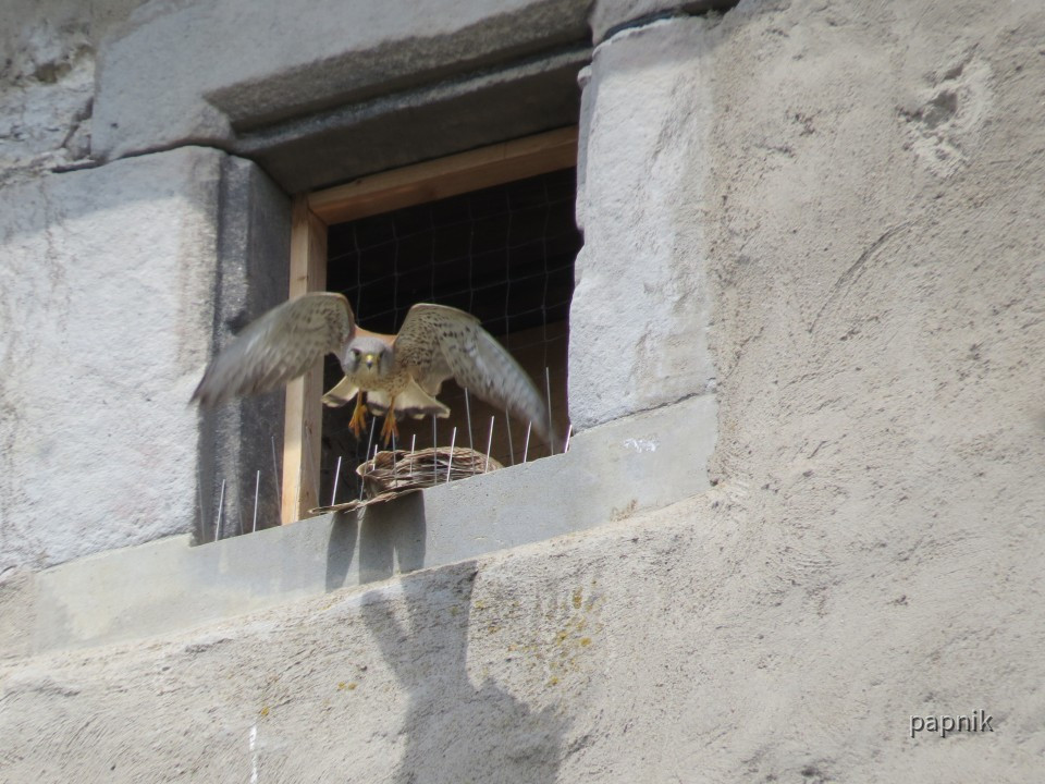 Turmfalke