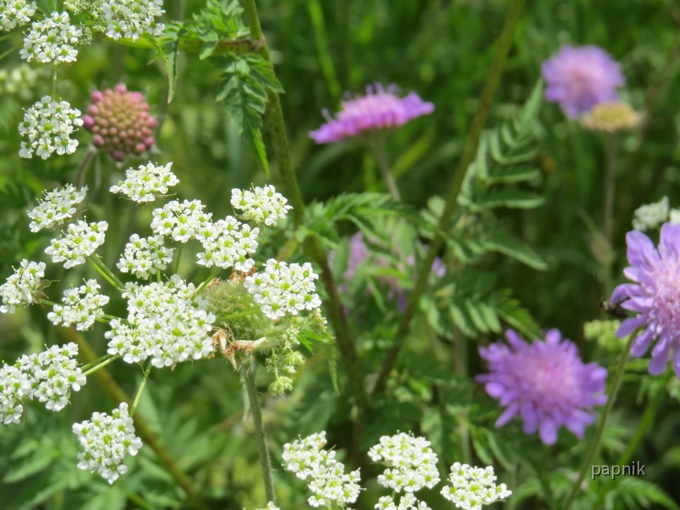 Blumen am Wegesrand