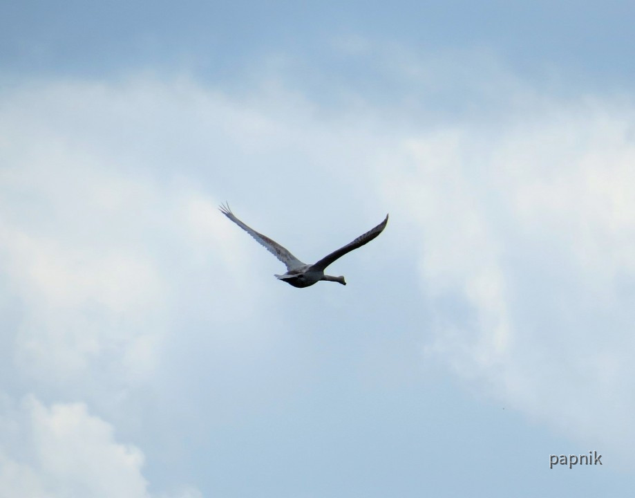 Fliegender Schwan