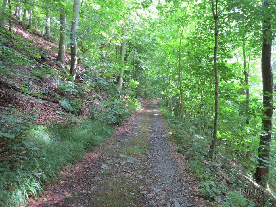Waldweg um Schloss Burgk
