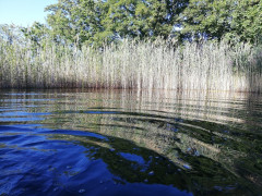 Schwimmteich Garten