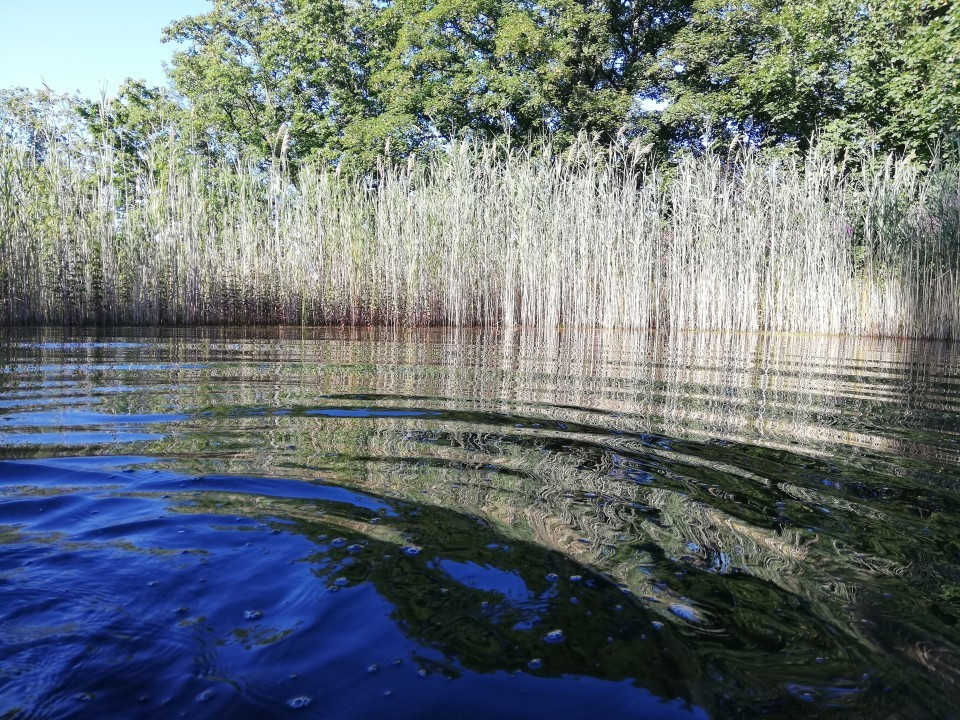 Schwimmteich Garten
