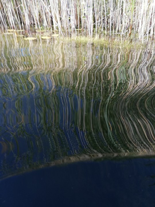 Schwimmteich Garten
