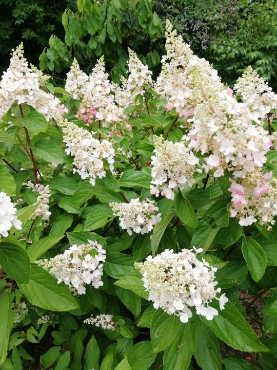Garten Pinky Winky
