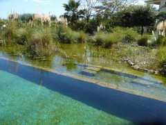 Schwimmteich