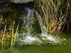 Schwimmteich