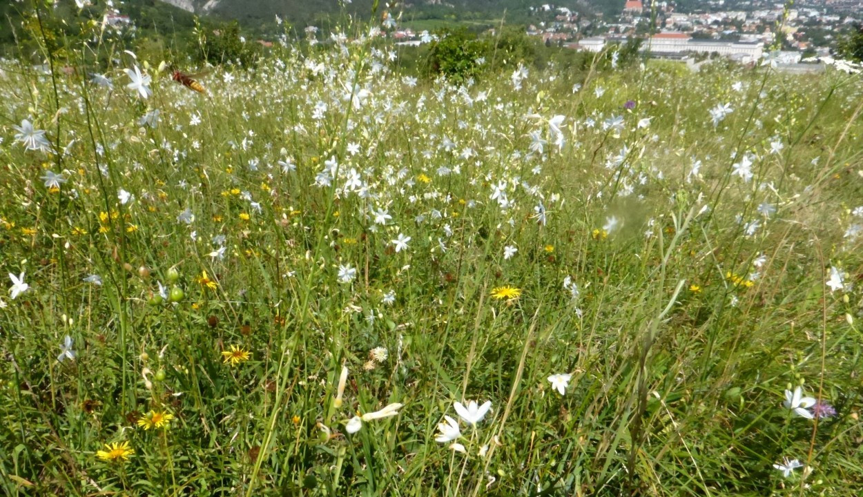 Ästig-Graslilie-Ästig, Anthericum ramosum 30.7.20 Eichkogel (1)