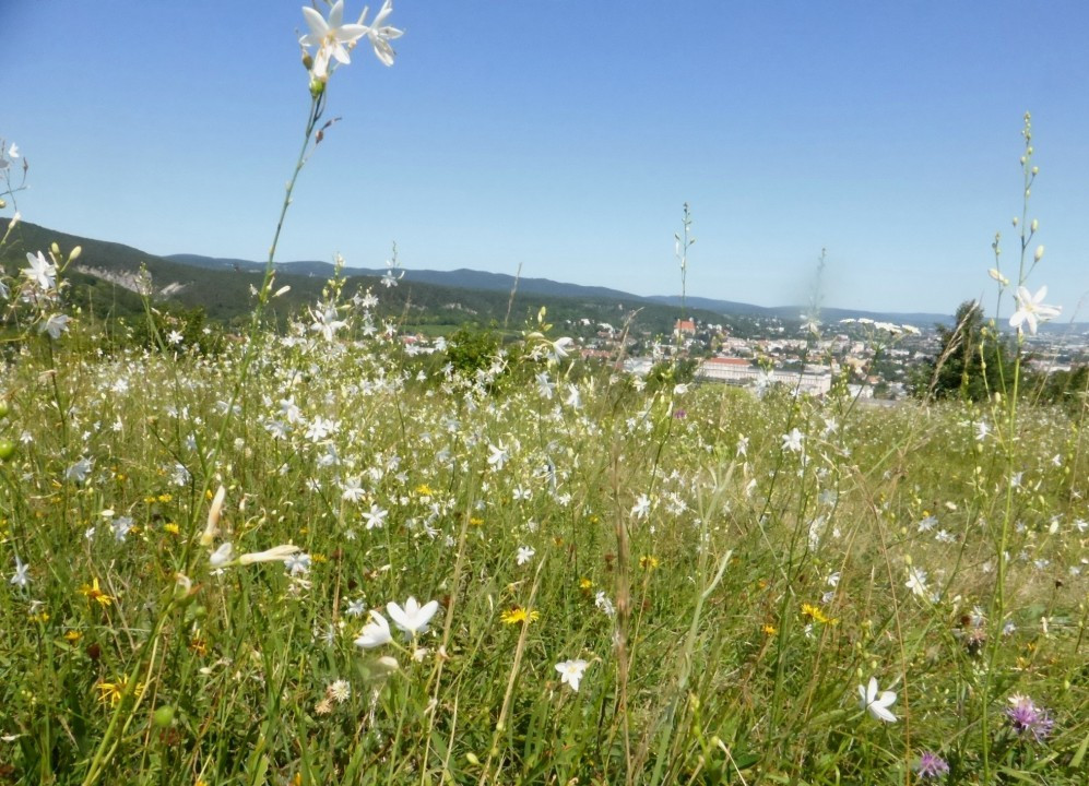 Ästig-Graslilie-Ästig, Anthericum ramosum 30.7.20 Eichkogel (2)