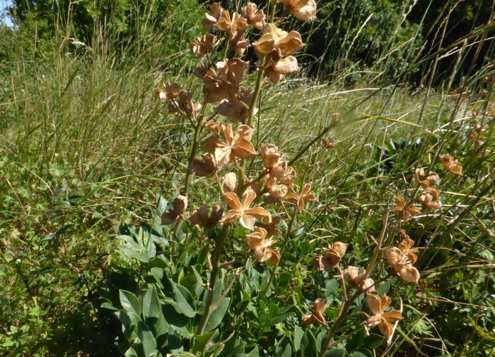 Diptam, Diptam, Dictamnus albus 30.7.20 Eichkogel