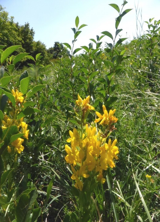 Färber-Ginster, Genista tinctoria 30.7.20 Eichkogel (2)