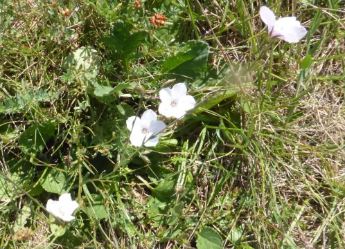 Feinblatt-Schmalblatt-Lein, Linum tenuifolium 30.7.20 Eichkogel (1)