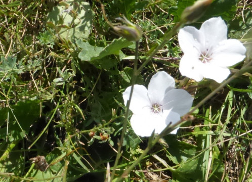 Feinblatt-Schmalblatt-Lein, Linum tenuifolium 30.7.20 Eichkogel (2)