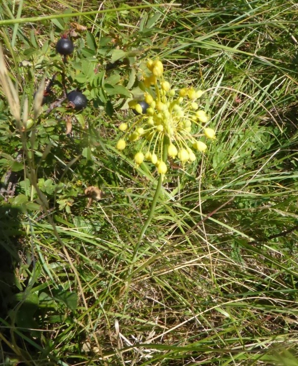 Gelb-Lauch, Allium flavum 30.7.20 Eichkogel (1)
