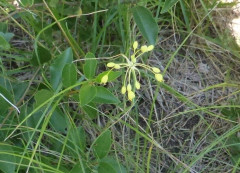 Gelb-Lauch, Allium flavum 30.7.20 Eichkogel (2)