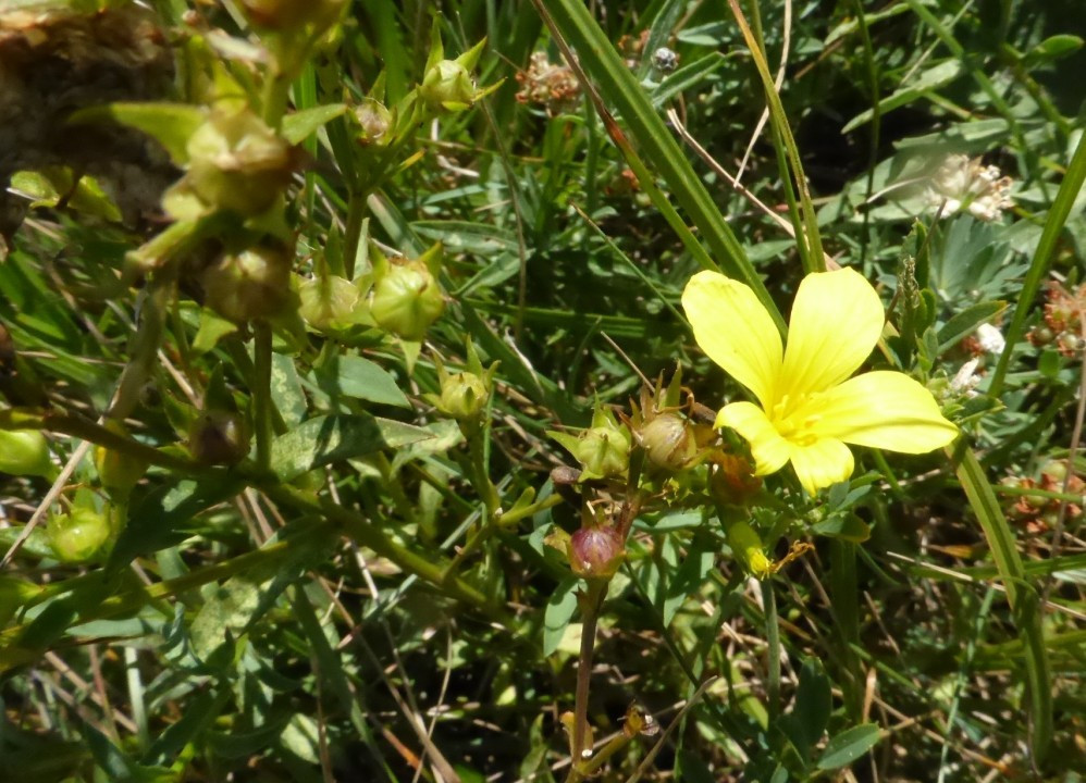 Gelb-Lein, Linum flavum 30.7.20 Eichkogel
