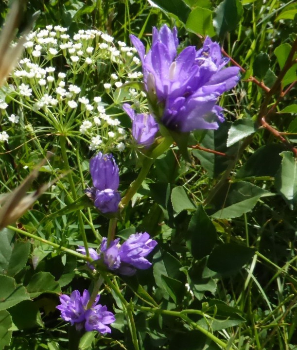 Knäuel-Glockenblume, Campanula glomerata 30.7.20 Eichkogel (1)