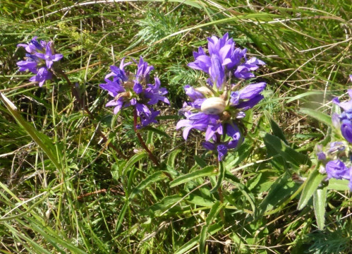 Knäuel-Glockenblume, Campanula glomerata 30.7.20 Eichkogel (2)