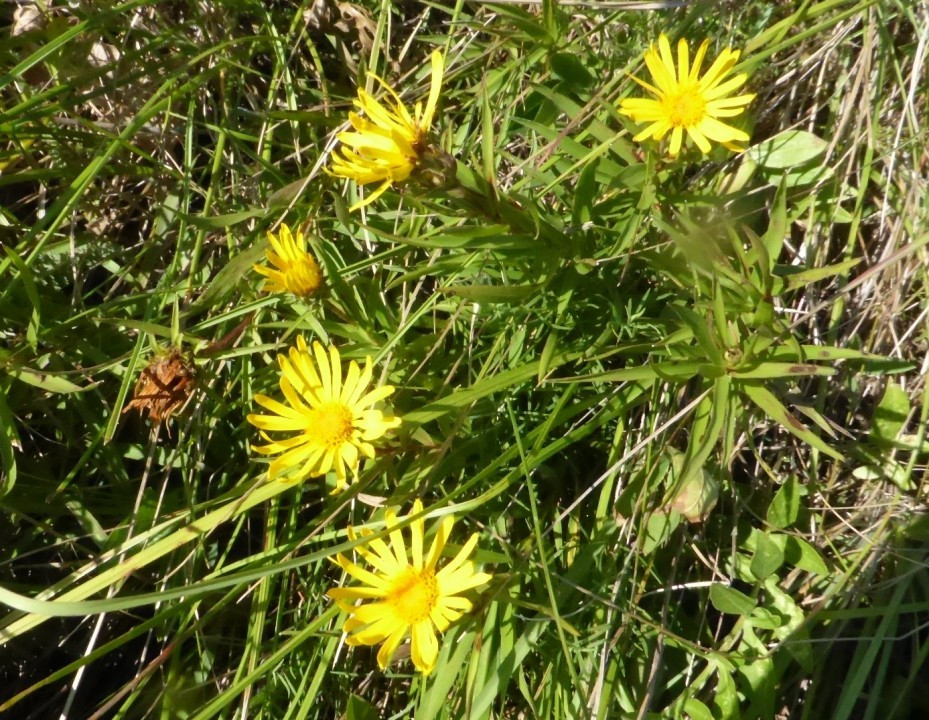 Schwert-Alant, Inula ensifolia 30.7.20 Eichkogel