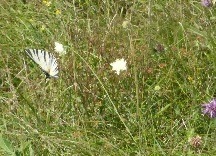 Segelfalter, Iphiclides podalirius, auf gelber Skabiose 30.7.20 Eichkogel (1)