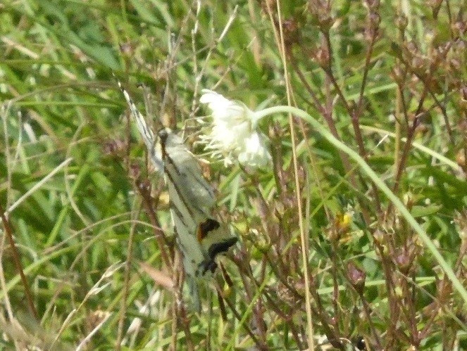 Segelfalter, Iphiclides podalirius, auf gelber Skabiose 30.7.20 Eichkogel (3)