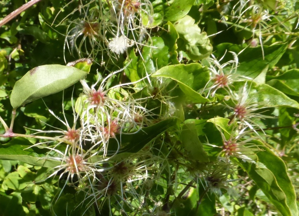 Waldrebe, Clematis 30.7.20 Eichkogel (1)