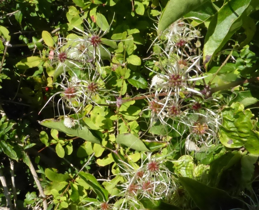 Waldrebe, Clematis 30.7.20 Eichkogel (2)
